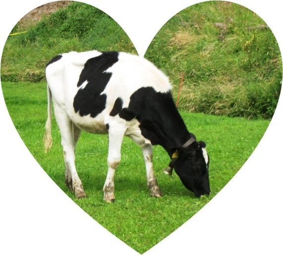 Real Life Cow Pictures to Pin on Pinterest  PinsDaddy