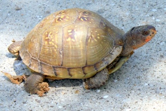 turtle close up