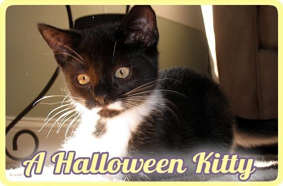 halloween cat