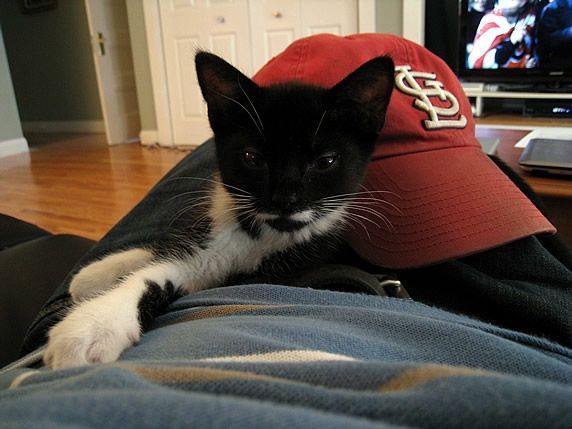 Sal w. cards hat